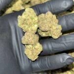Black Runtz THCa