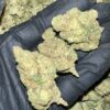 Papaya Bomb THCA Flower Bulk Wholesale