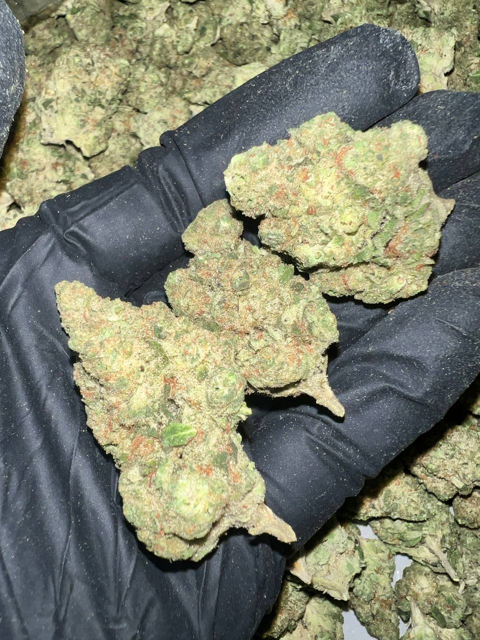 Papaya Bomb THCa Flower 1 Papaya Bomb THCA Flower Bulk Wholesale