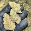 Violet Fog Exotic THCa Flower in bulk