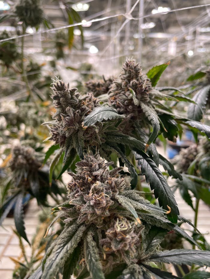 Bulk THCA Canada. Wholesale THCA Flower