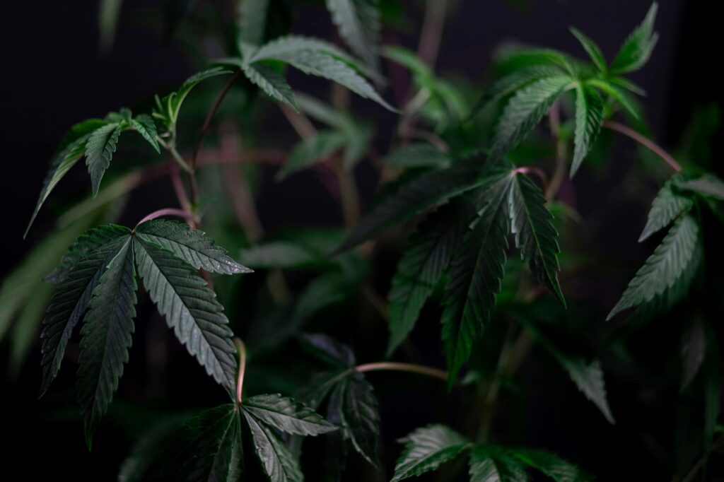 The Enchanting World of THCa Flower Wholesale 4 photo of growing of cannabis plant