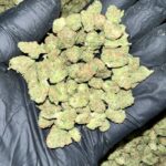 Black Garlic Gelato THCA Flower