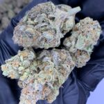 Molotov Cocktail THCa Flower