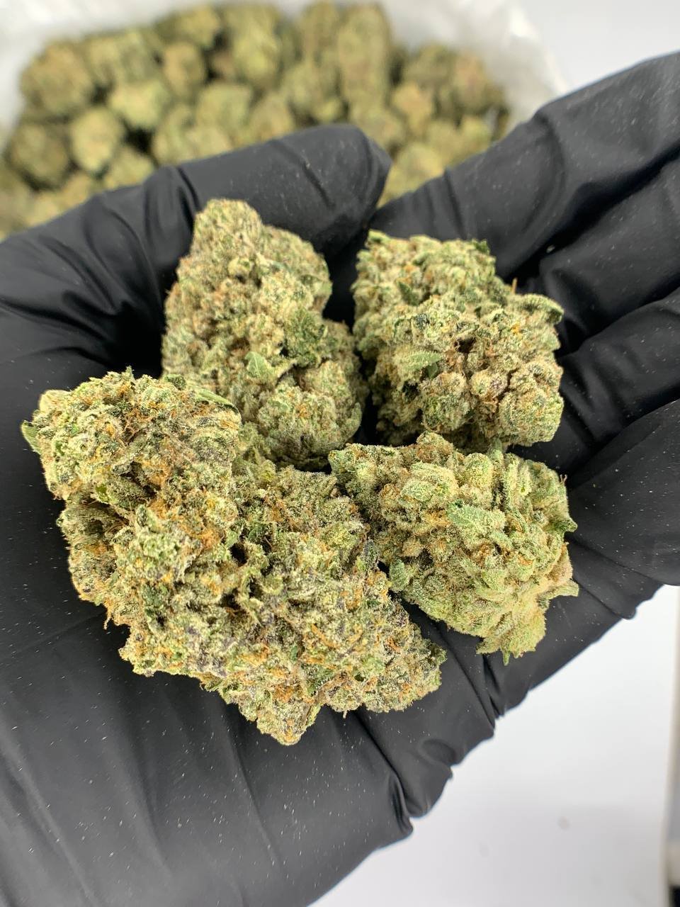 Animal Sherbet THCa 1 Animal Sherbet THCa