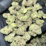 Candy Gelato Exotic THCa Flower