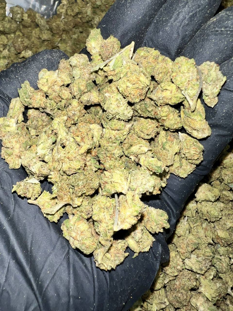 Gary Zkittles THCa Flower 1 Gary Zkittles THCa Flower
