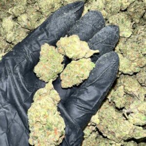 Gelato 41 X Kush Mintz Indoor