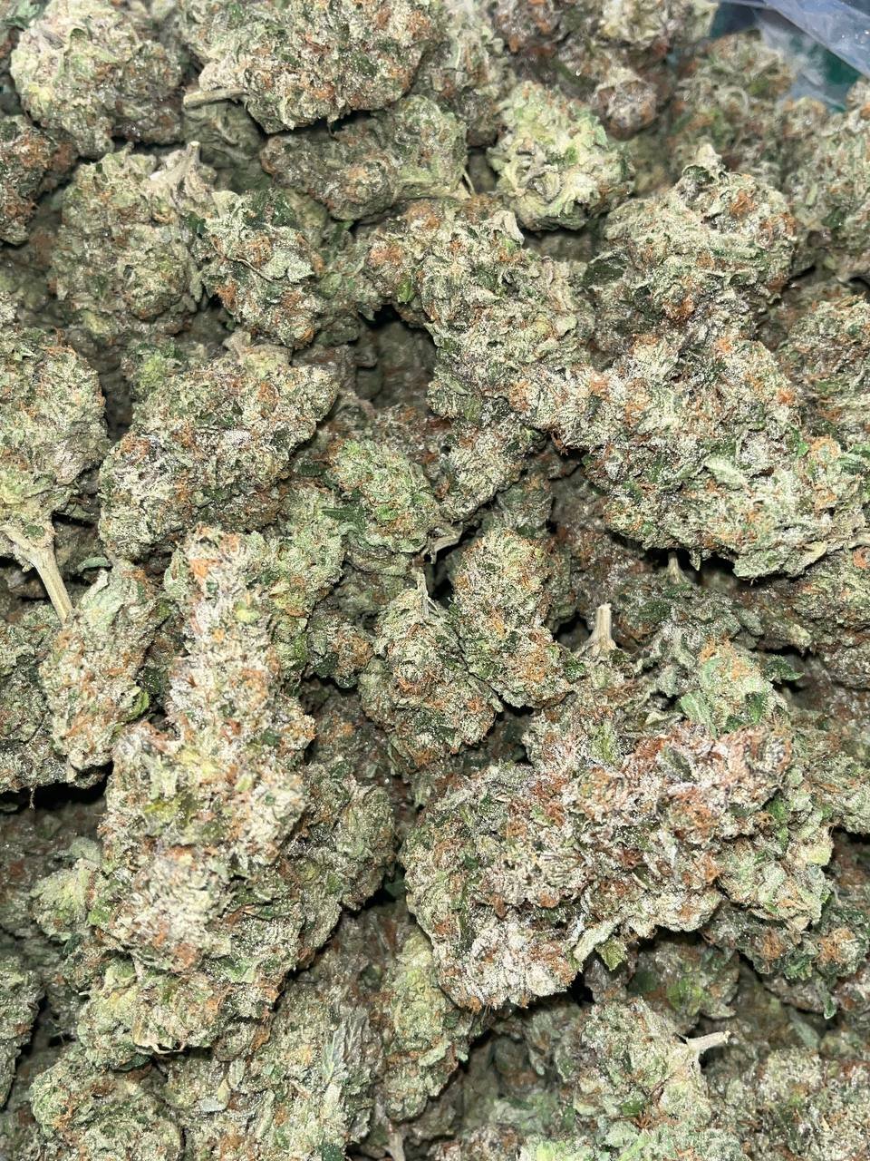 Gelato THCA Indoor 2 Gelato THCA Indoor - Image 2