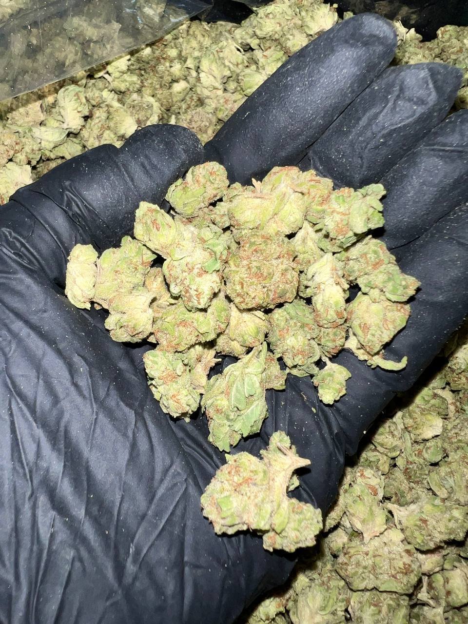 Hella Jelly THCa Flower 1 Hella Jelly THCa Flower