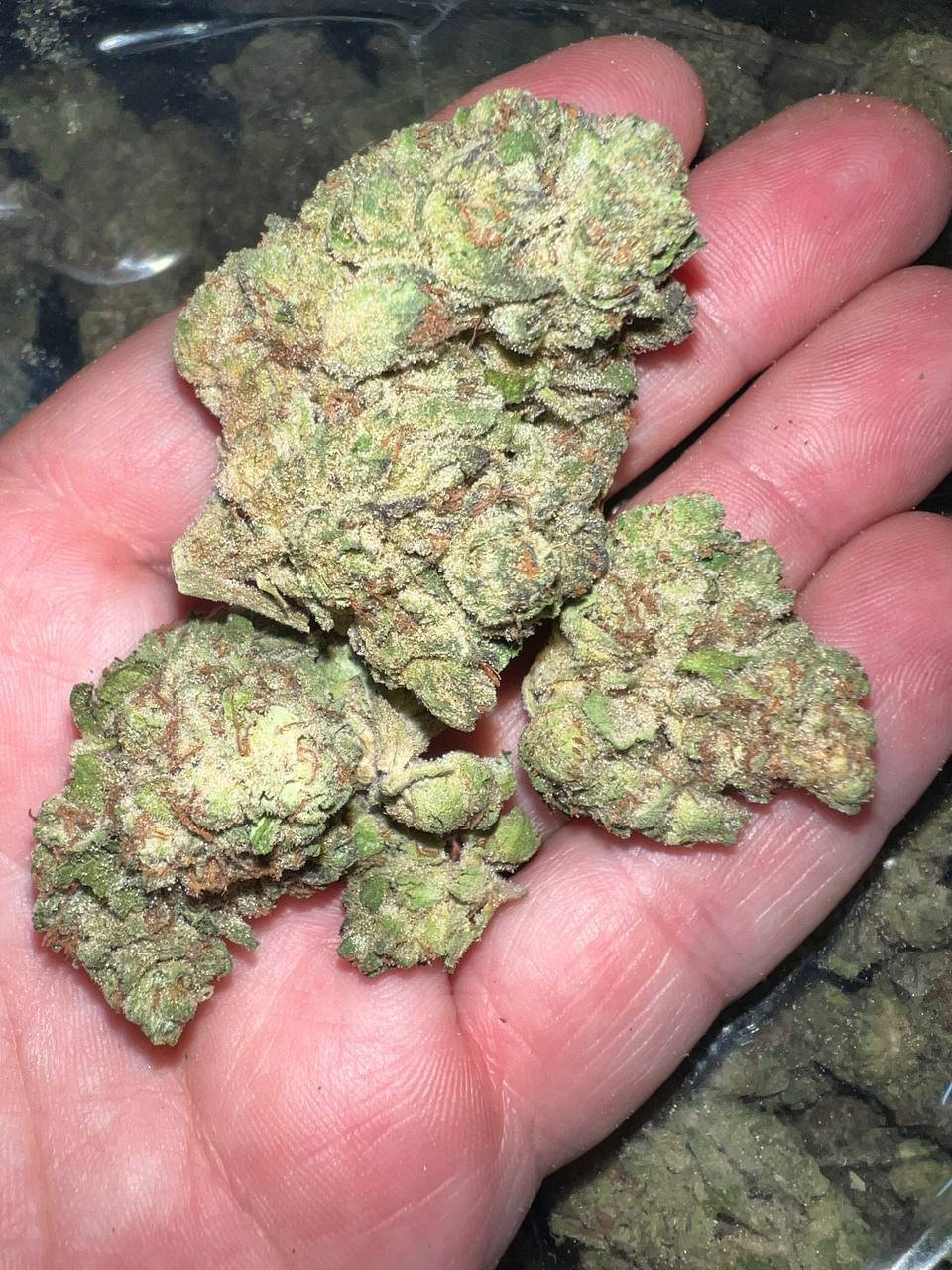 Ice Cream Cake THCa 2 Ice Cream Cake THCa - Image 2