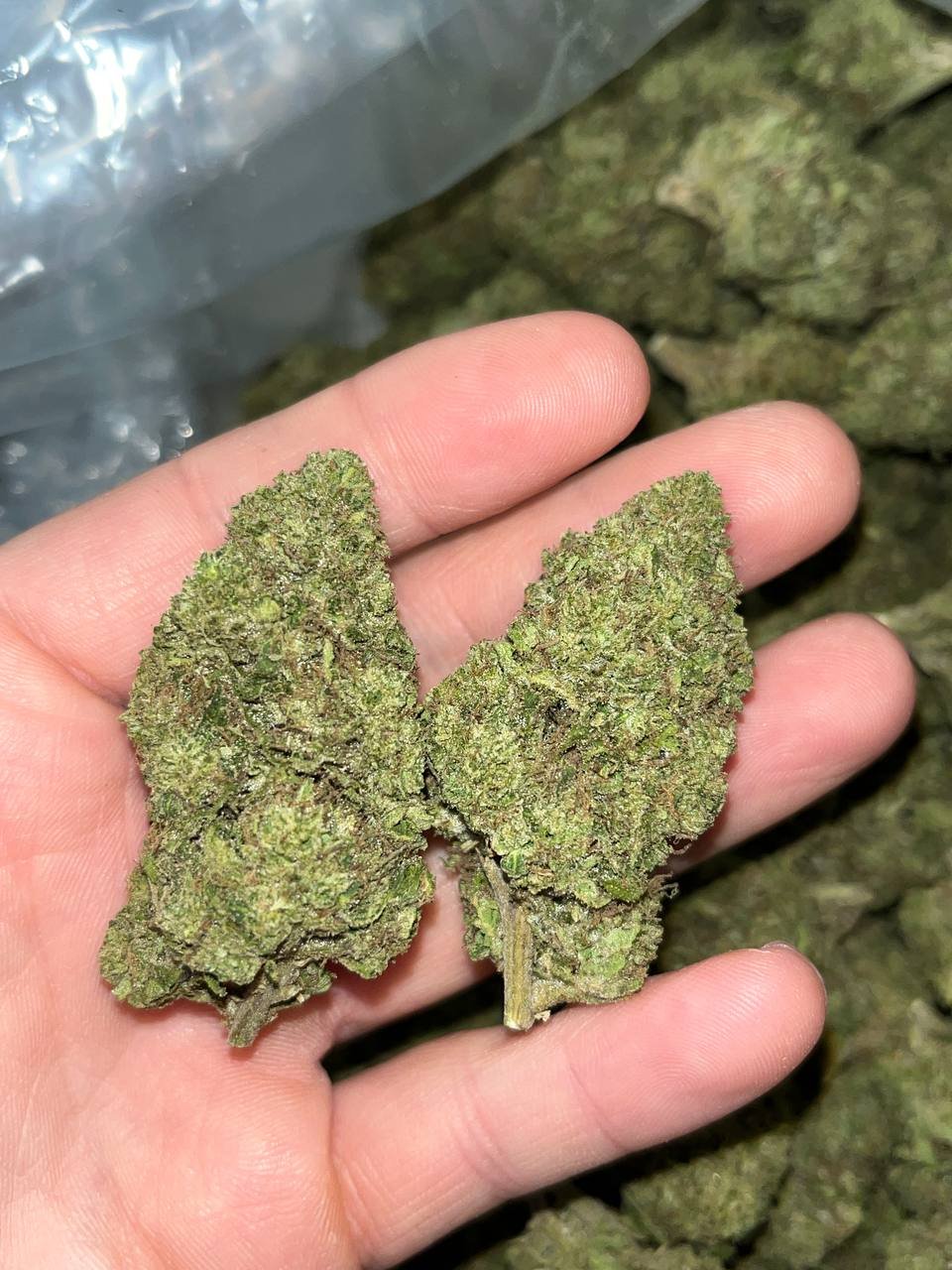 Lemon Haze THCA 1 Lemon Haze THCA