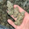 Orange Creamsicle Exotic THCa