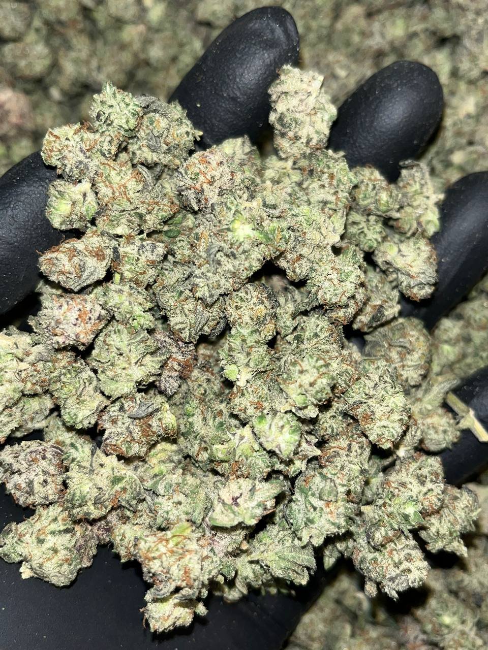 Oreoz smalls THCA Exotics 1 Oreoz smalls THCA Exotics