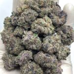 Purple Cream Exotic THCA Flower