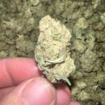 Sandia Gelato THCA