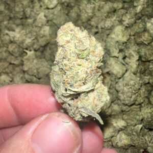 Sandia Gelato THCA