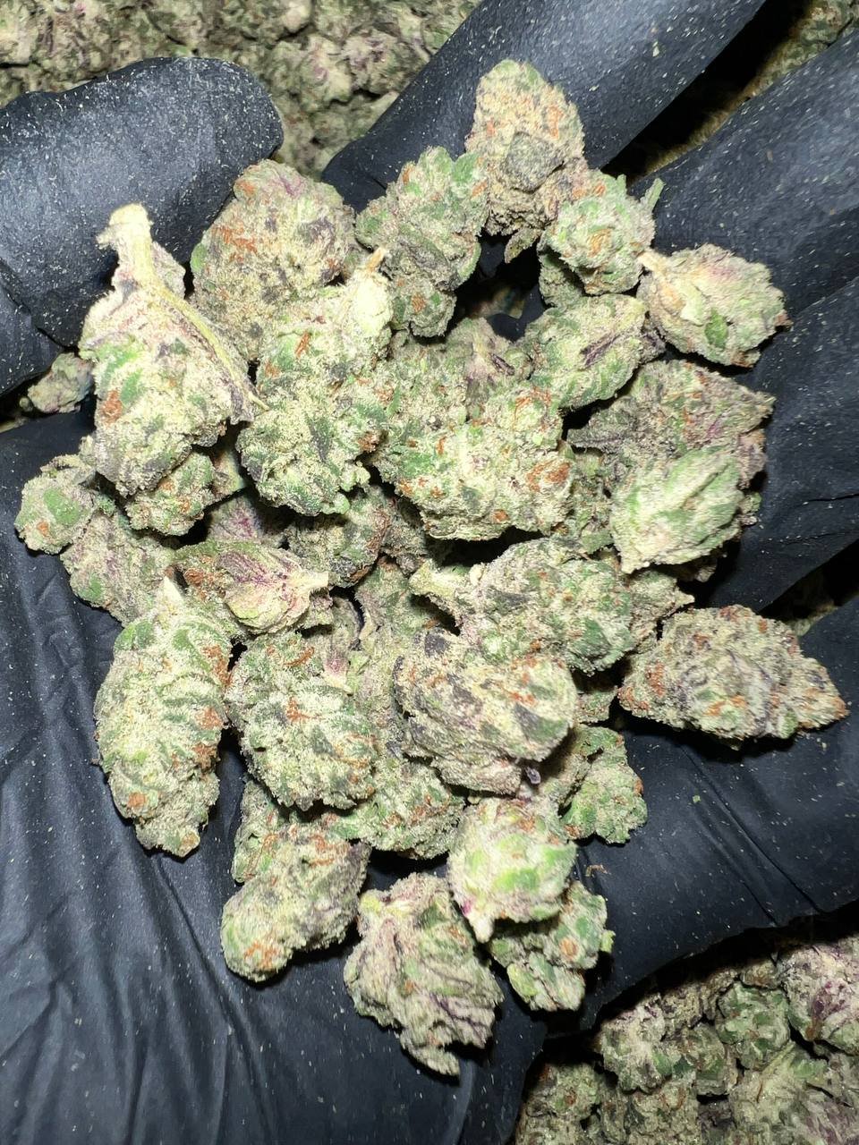 Secret Cookies THCa Flower 1 Secret Cookies THCa Flower