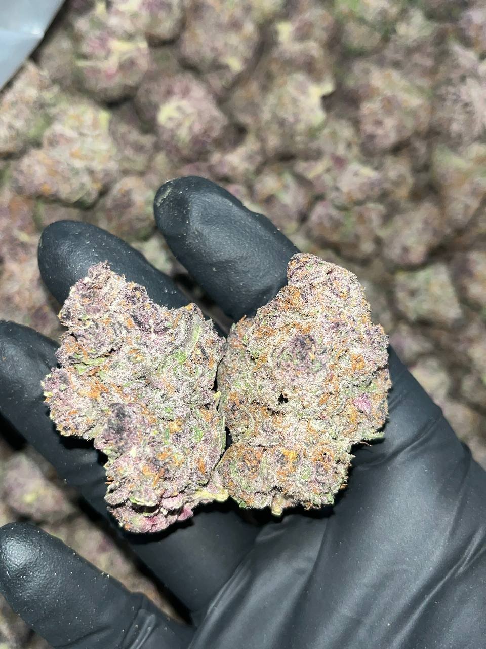 Tropicana Cookies THCA Exotics 1 Tropicana Cookies THCA Exotics