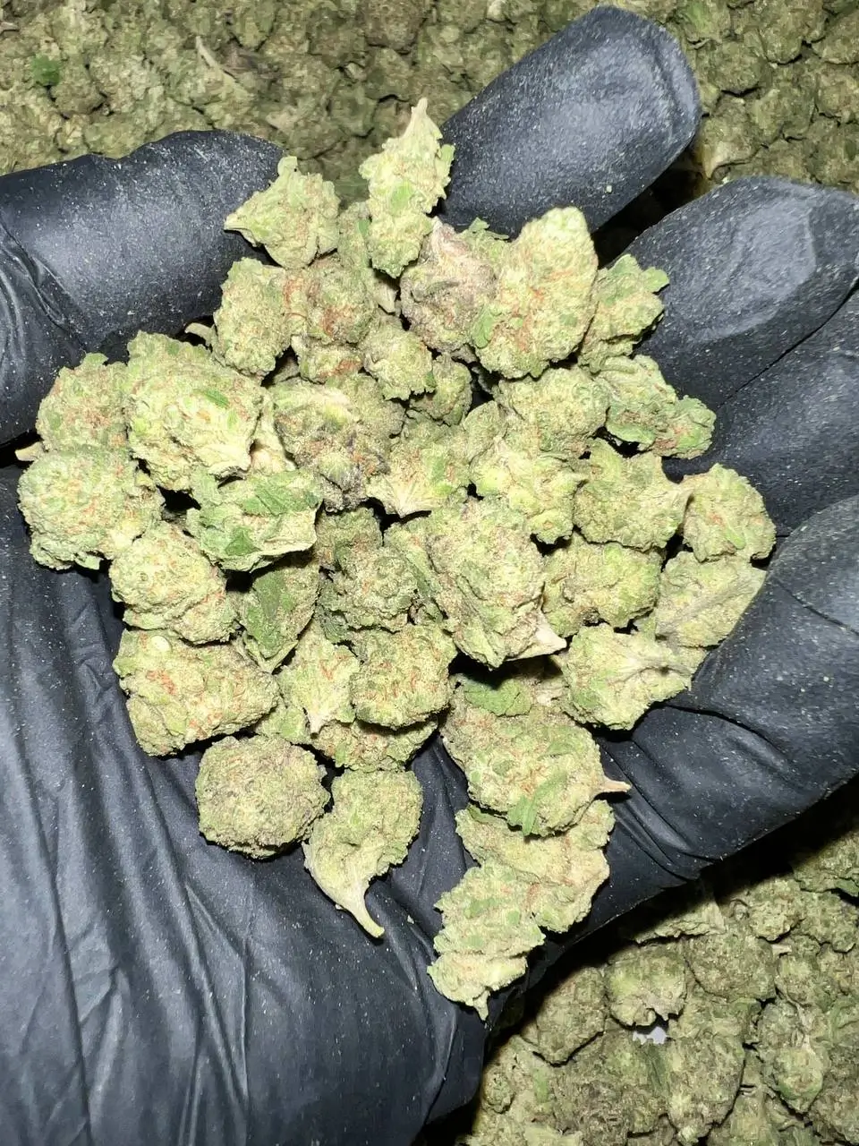Gush Mintz THCa Flower 1 Gush Mintz THCa Flower