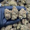 Windy City Runtz Exotic THCa Flower